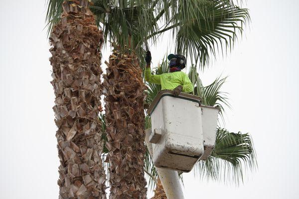 Palm tree trimming