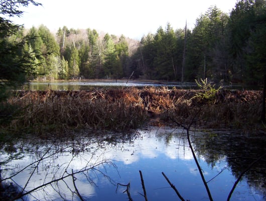 The incredible beaver dam in the trails behind High Pocket BB&B. 2004