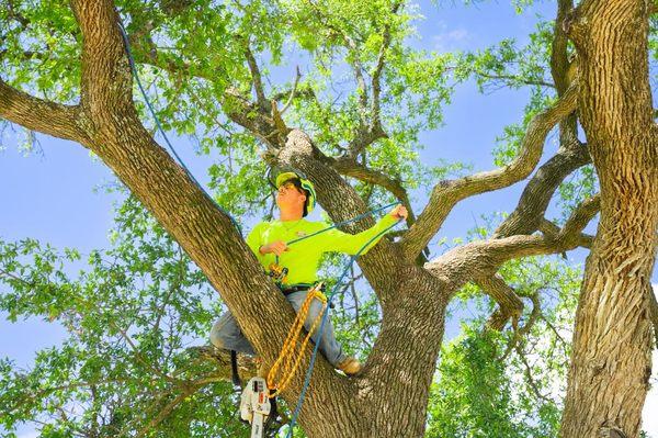 Preparing to trim a mature tree in Austin, TX.