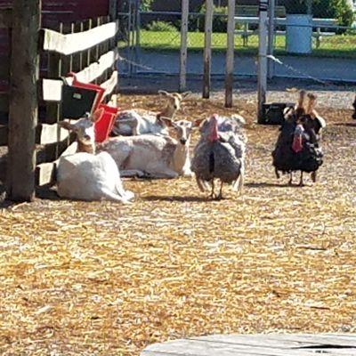 deer and turkeys in the petting zoo