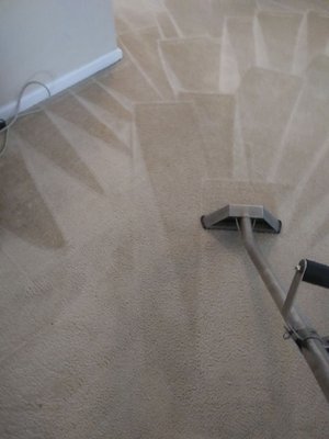 Steven's Carpet Cleaning