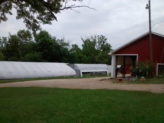 Hoop houses and packing shed.