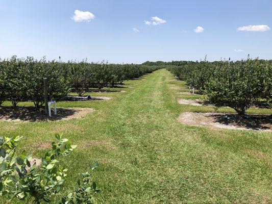 Rows and Rows of Blueberry Bushes!