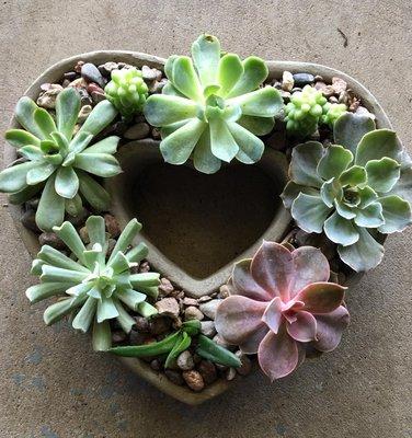 Succulent heart! call to order yours 281-558-1500