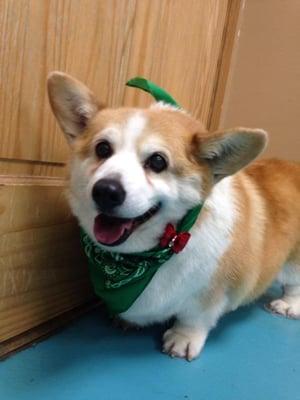 A Welsh corgi grinning after his bath and clip.