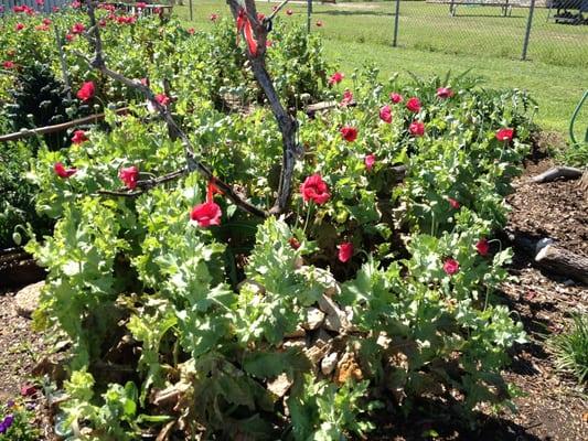 Poppies around the Obo