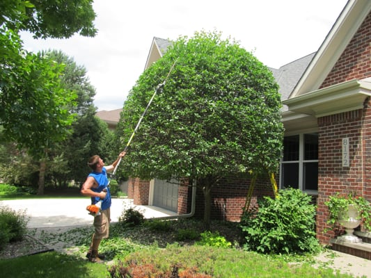 Tree Trimming