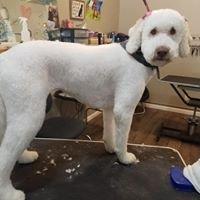 We groom ooodles of doodles!!