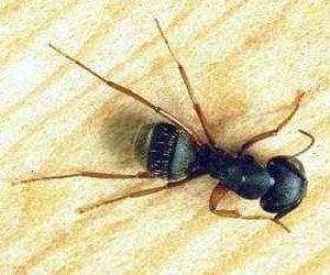 There are 2 main types of ants: Carpenter ants (any big ant is a carpenter ant) and slab or pavement ants.