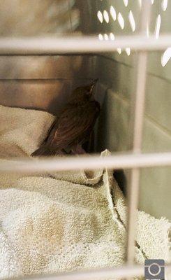 The injured juvenile Starling we brought in last year! He was a talker!