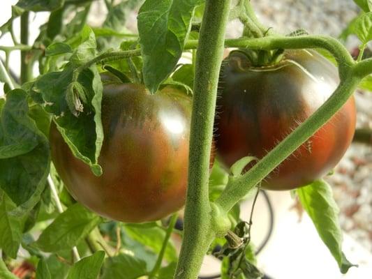 These are Purple Cherokee Tomatoes from our Greenhouse