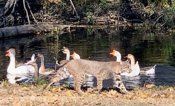 Bob cat herding geese White Rock Lake