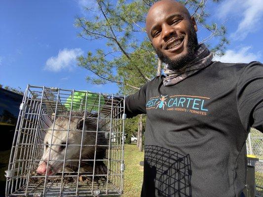 Opossum's caught inside clients home