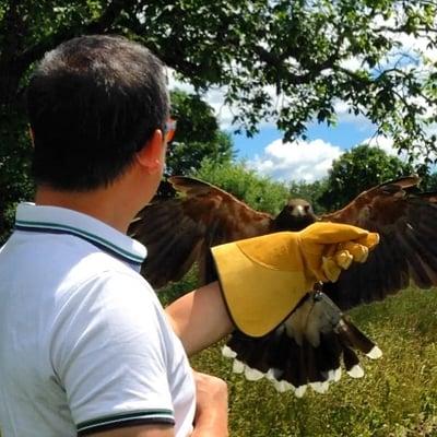 Harris's Hawk landing ...