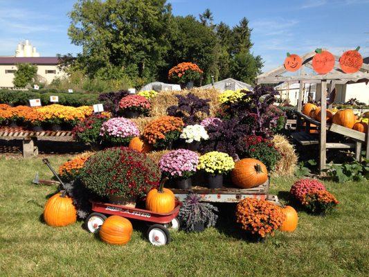 Fall is coming.  Large selection of mums to choose from.