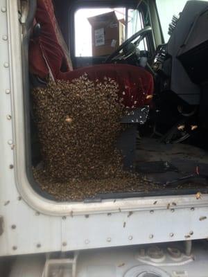 bees move inside a truck