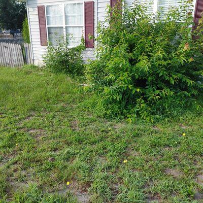 Pulling weeds and hedging