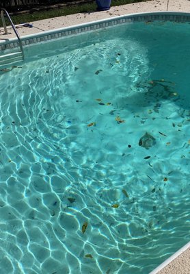 Photo of wood chips in our vinyl-lined pool.