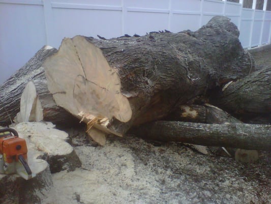 Removed large silver maple from home in Hyde Park, MA. Was causing damage to roof and foundation