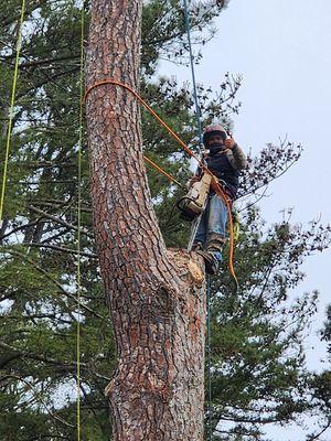 Large pine removal