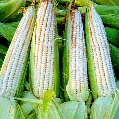 Mexican Corn