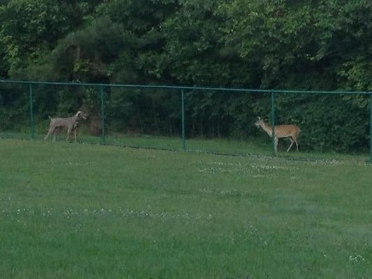 Wildlife friends outside the park