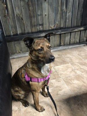 Dixie at The Dog Door In Asheville, NC.