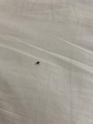 BedBugs.