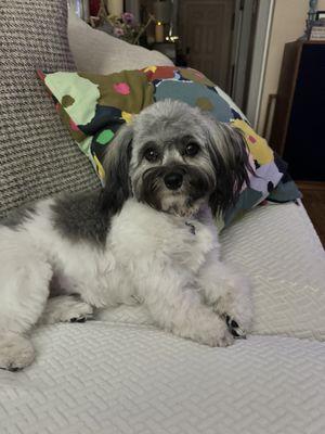 Puppy Gracie on a couch.