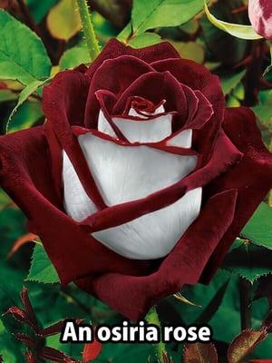 This is a Rose I'd love to be able to grow! Ha