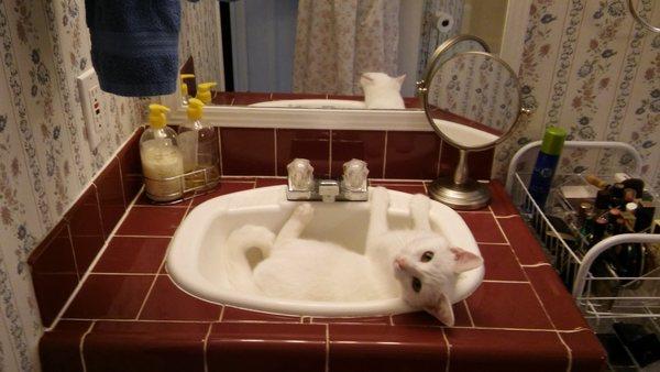 Kitty loves to curl up in the sink