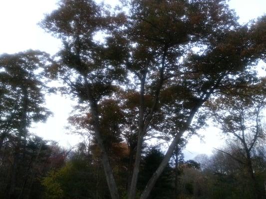 Tree at sunset