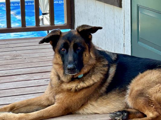 Shadow relaxing at home