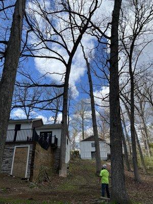 Alpine Tree Service