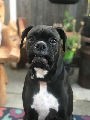 My male boxer