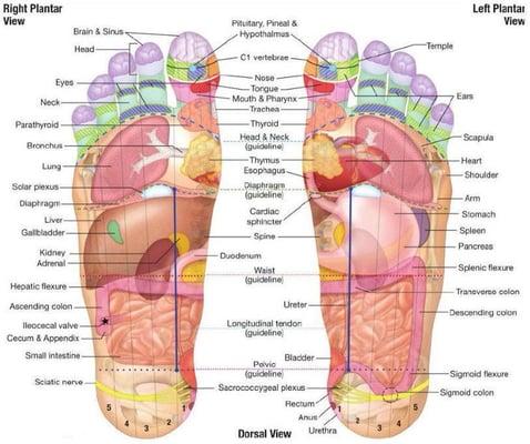 Reflex regions of the feet.