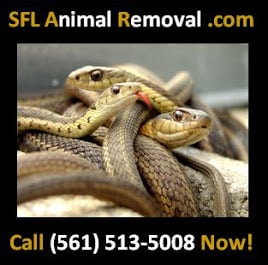 South Florida Animal Removal Services