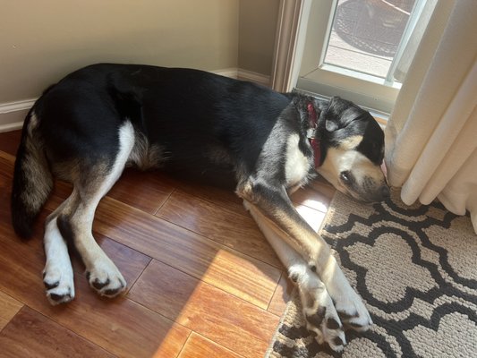 Bear passed out after 13 days at Barker lounge