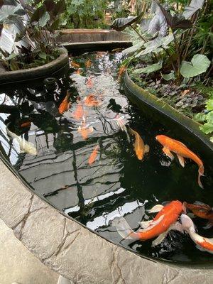 Koi pond