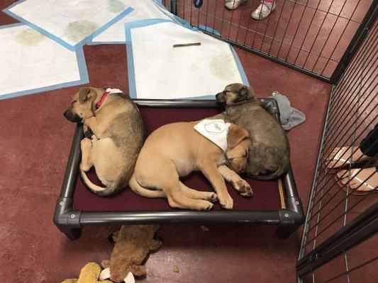 Cutie puppies waiting for their families to arrive.