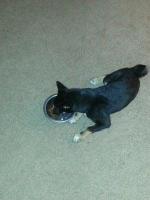 After his daily walk, this pup needed to rest while eating!