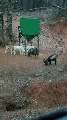 Exotic sheep and goats.