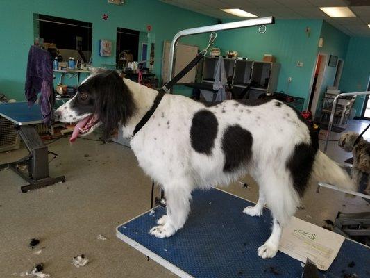 Springer Spaniel