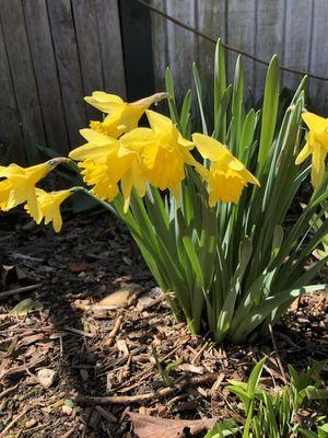 Daffodils