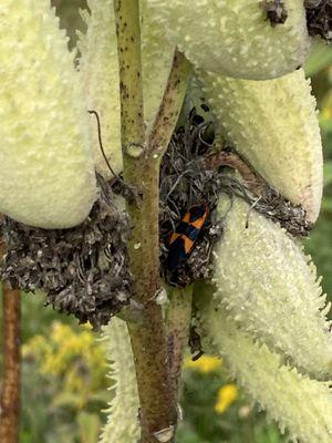 Box Elder Beetle