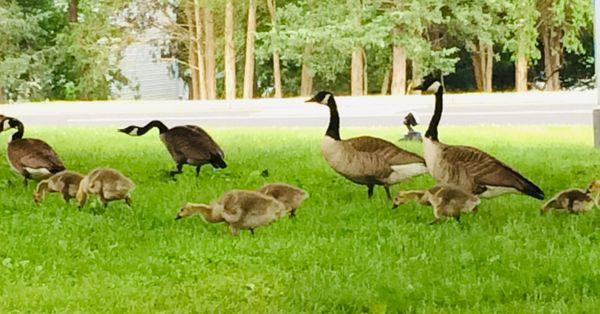 Nice park to sit in and enjoy the babies (photo taken 2022)