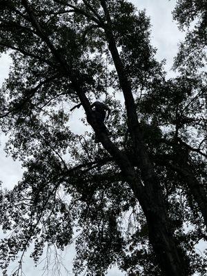 In a tree preparing for a cut.