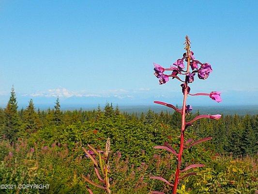 Diamond Ridge in Homer, Alaska