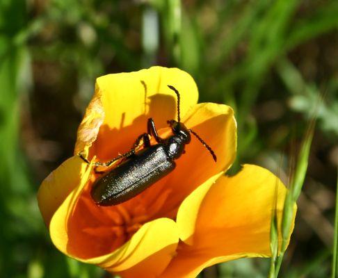 Blister beetle on poppy - Lytta stygica