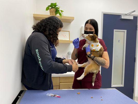 Ollie getting a yummy treat while he gets his nails trimmed.